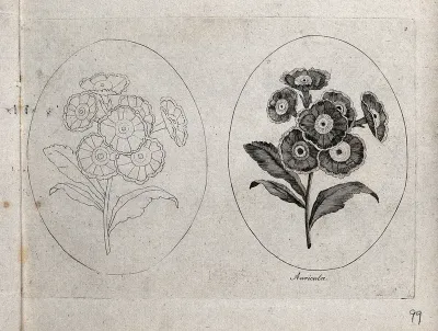 An Auricula plant: two flowering stems, one in outline only