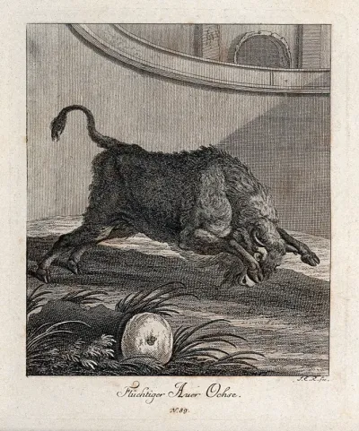 An aurochs charging in an enclosure