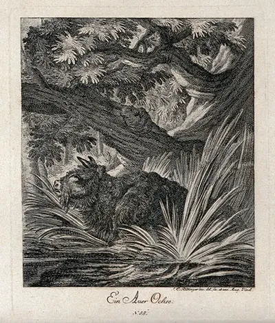 An aurochs wading the stream in a forest