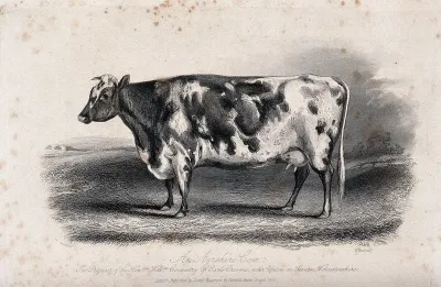 An Ayrshire cow