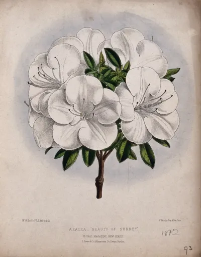 An azalea (Rhododendron species): flowering stem