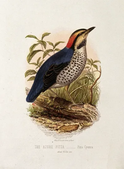 An azure pitta bird (Pitta cyanea)