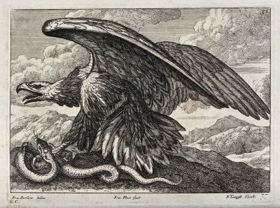 An eagle killing a snake with its talons