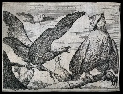 An eagle screeching at a large owl