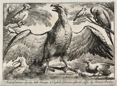 An eagle surrounded by various other birds