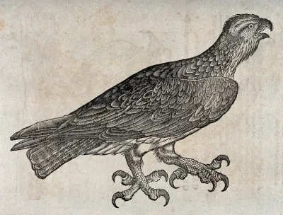 An eagle. Woodcut after C. Gessner