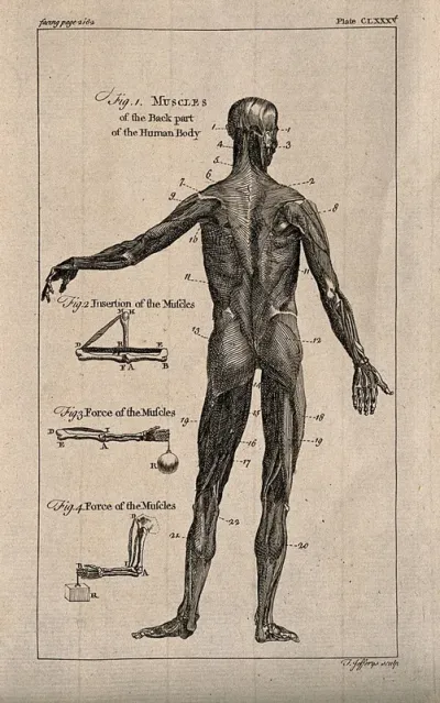 An écorché figure, back view, with left arm extended, and three figures showing details of the muscles
