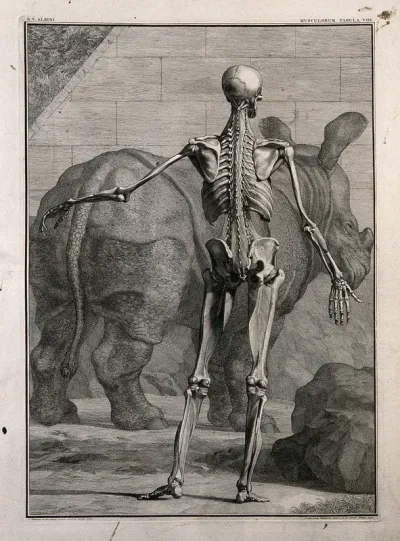 An écorché figure, back view, with left arm extended, showing the bones and the fourth order of muscles, with a rhinoceros seen in the background