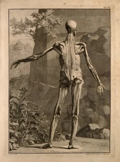 An écorché figure, back view, with left arm extended, showing the bones and the muscles, with a wall and a rocky landscape in the background
