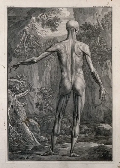 An écorché figure, back view, with left arm extended, showing the outermost layer of the muscles, with a river and rocks seen in the background