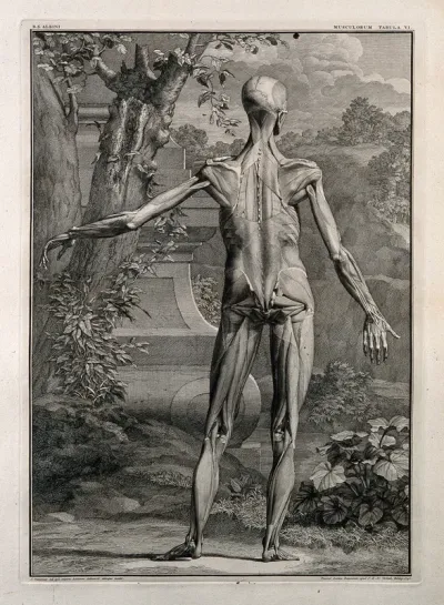 An écorché figure, back view, with left arm extended, showing the second order of muscles