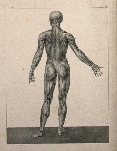 An écorché figure, back view, with right arm extended