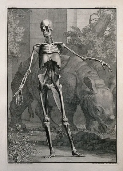 An écorché figure, front view, with left arm extended, showing the bones and the fourth order of muscles, with a grazing rhinoceros in the background
