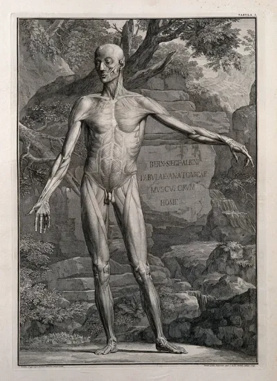 An écorché figure, front view, with left arm extended, showing the outermost layers of the muscles