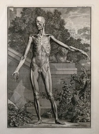 An écorché figure, front view, with left arm extended, showing the second order of muscles
