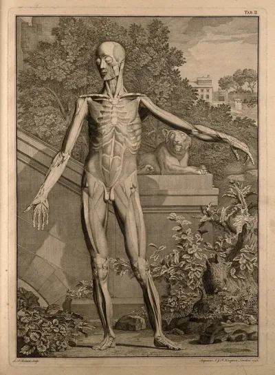 An écorché figure, front view, with left arm extended, showing the second order of the muscles