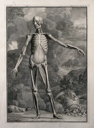 An écorché figure, front view, with left arm extended, showing the third order of muscles