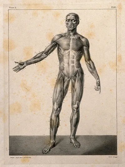 An écorché figure, front view, with right arm extended