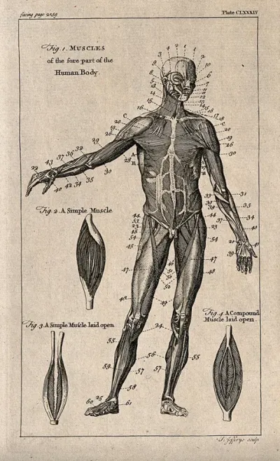 An écorché figure, front view, with right arm raised, and three figures showing details of muscles