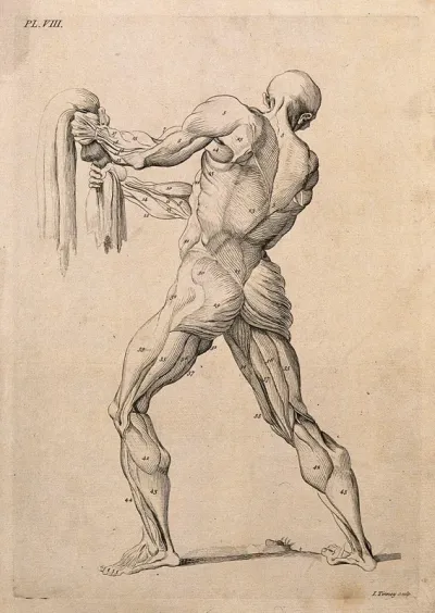 An écorché figure gripping a piece of cloth, with left leg bent, seen from behind