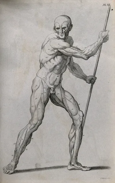 An écorché figure holding a spear, with left leg bent, seen from the right side