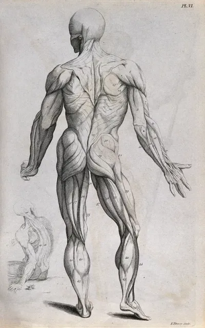 An écorché figure seen from behind, with an additional seated figure in the bottom left-hand corner
