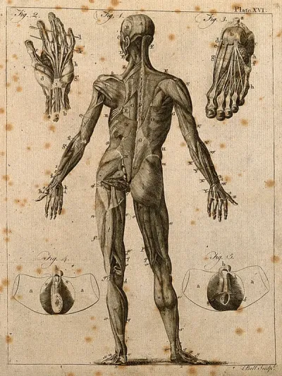 An écorché figure seen from behind, with details of the muscles of the hand and foot, and the male genitalia: five figures