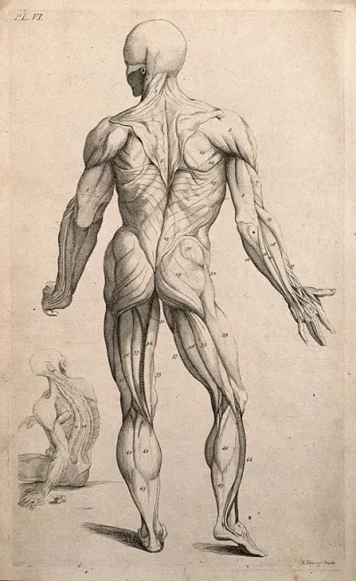 An écorché figure, seen from the back, with an additional seated figure in the bottom left-hand corner