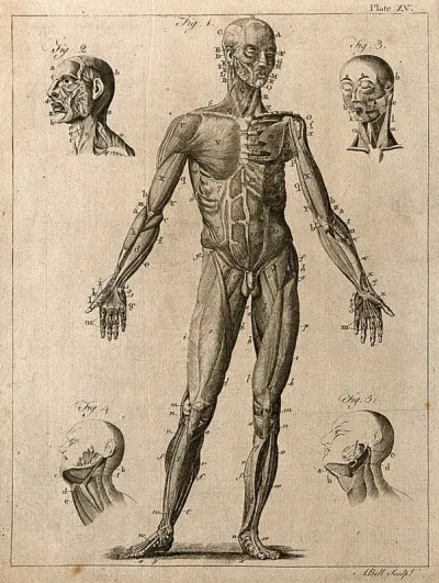 An écorché figure seen from the front, with details of the facial and neck muscles: five figures