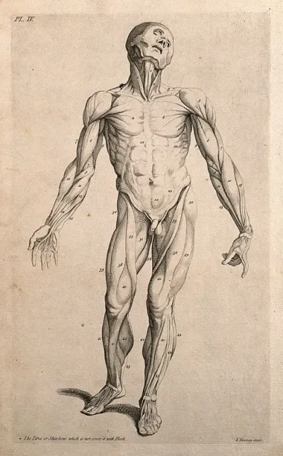 An écorché figure seen from the front