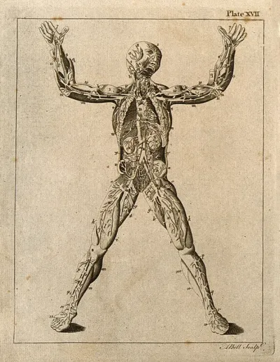 An écorché figure showing the cardio-vascular system