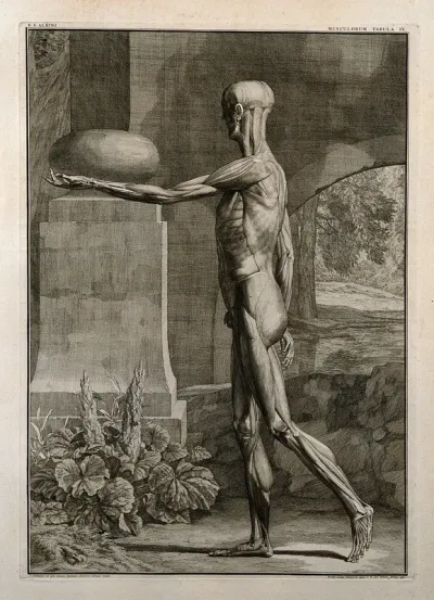 An écorché figure, side view, with left arm extended, showing the outermost muscles
