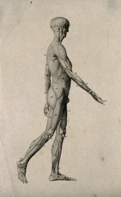 An écorché figure, walking towards the right, seen in right profile