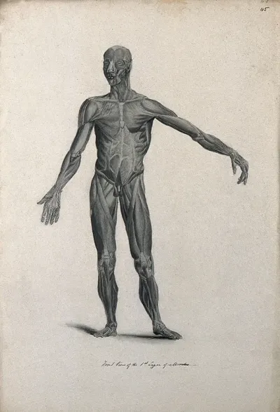 An écorché figure with left arm extended, seen from the front, showing the first layer of muscles