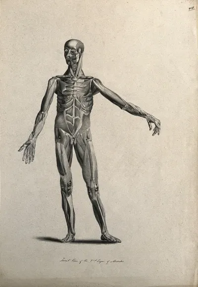 An écorché figure with left arm extended, seen from the front, showing the second layer of muscles