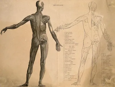An écorché figure with left arm raised, seen from behind: two figures (one, an outline drawing)