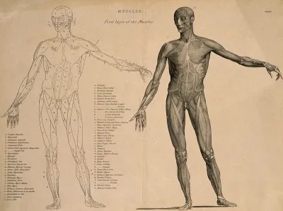 An écorché figure with left arm raised, seen from the front: two figures (one, an outline drawing)