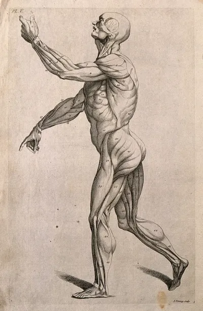 An écorché figure with left arm raised, seen from the left side