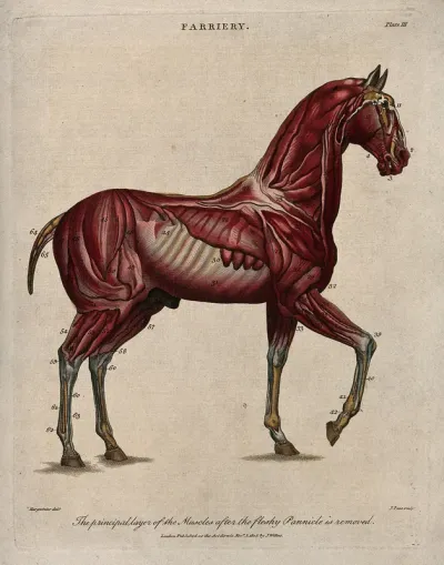An écorché horse: side view, showing the outer layer of the muscles