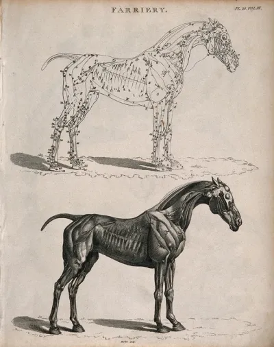 An écorché horse: two side views, below, an illustration showing the muscles, above, an outline diagram of the same