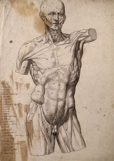 An écorché of a male torso and head, seen from the front