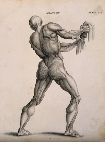 An écorché pulling down on a rope (?), seen from the back