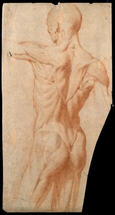 An écorché seen from the back