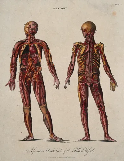 An écorché showing the blood vessels, heart and kidneys: front and back views