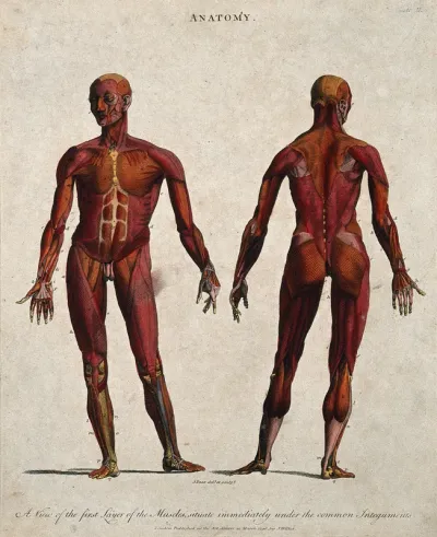An écorché showing the first layer of muscles: front and back views