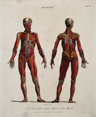 An écorché showing the second layer of muscles: front and back views