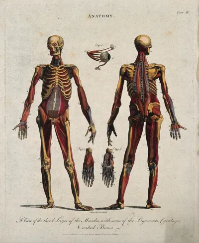 An écorché showing the third layer of muscles, with ligaments, cartilages and bones: front and back views with additional figures detailing an eye, and two feet