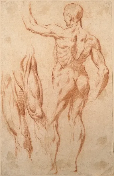An écorché with a raised left arm seen from the back; studies of the muscles of the right and left thighs, seen from the front