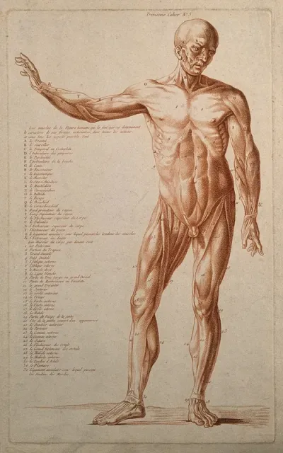 An écorché with right arm raised, seen from the front