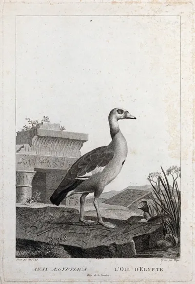 An Egyptian goose walking on and surrounded by slabs of stone inscribed with Egyptian hieroglyphs